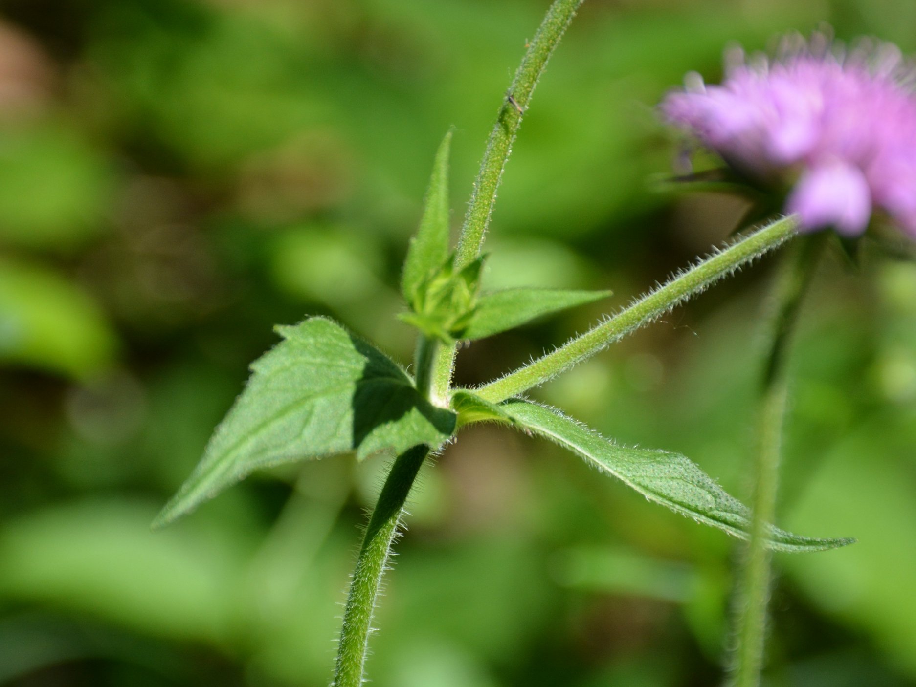 Knautia arverniensis?